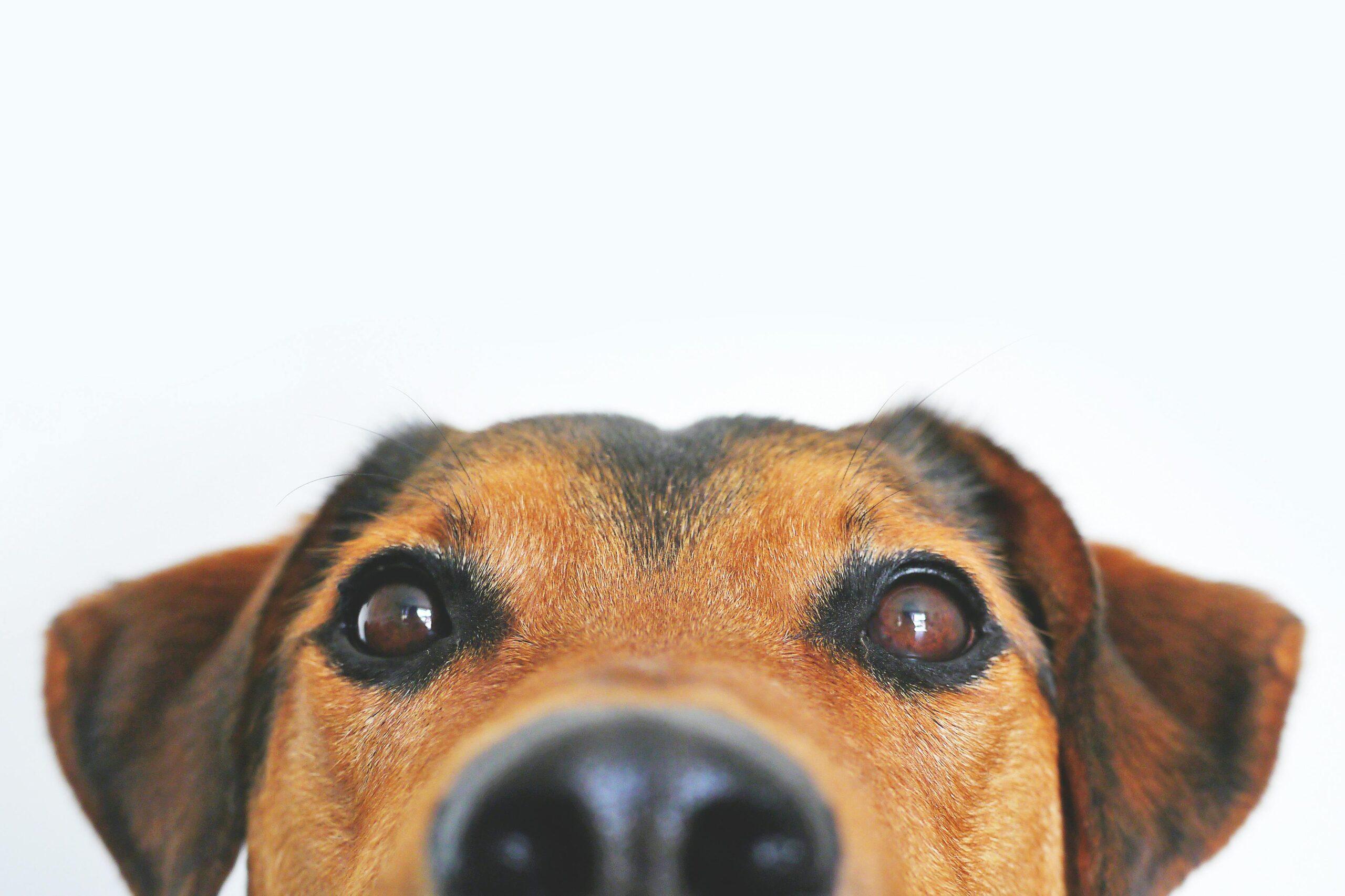 Dog Bite