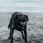 A wet black dog standing on a beach with its mouth open mid-bark, water dripping from its fur and a blurred shoreline in the background.
